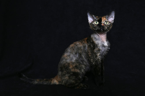 devon rex mačka Romanka