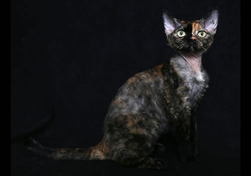 Devon Rex